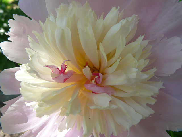 Peony Peony