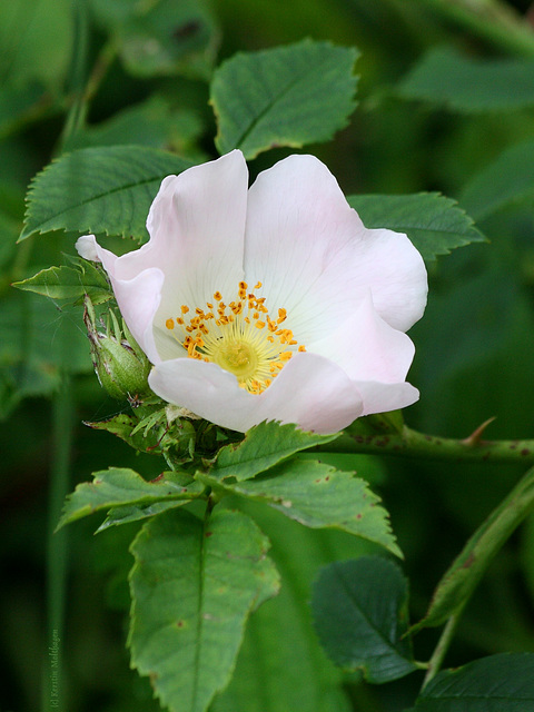 Wildrose (Leintalzoo Schwaigern)