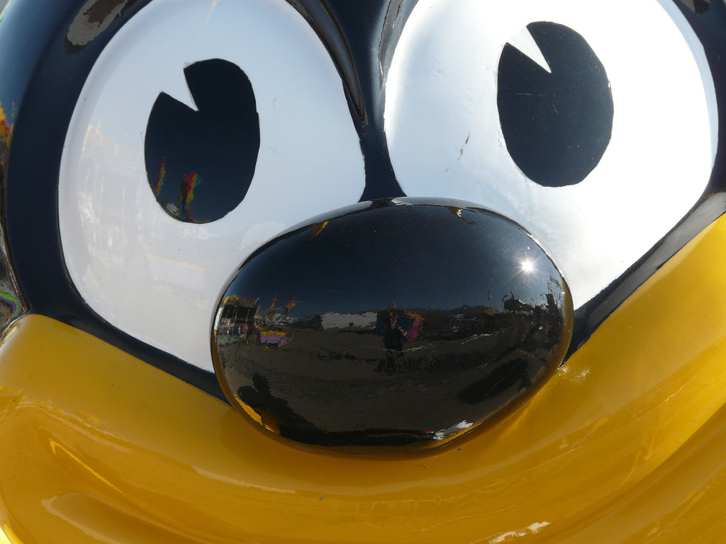 A bee up close