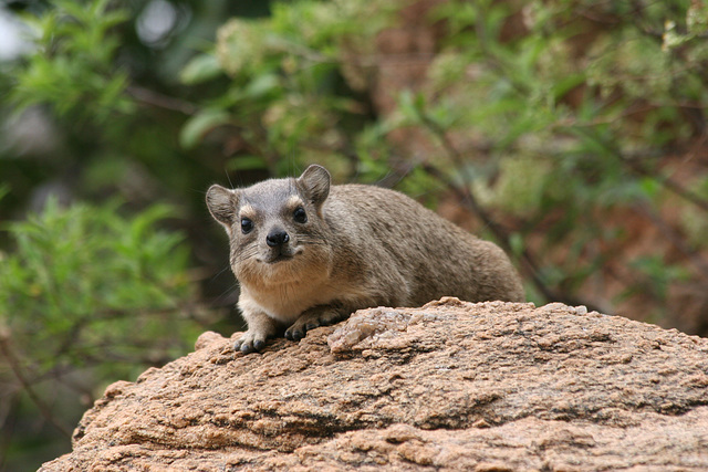 Rock Hyrax