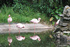 Flamingos (Opel-Zoo)