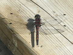 Red Dragonfly