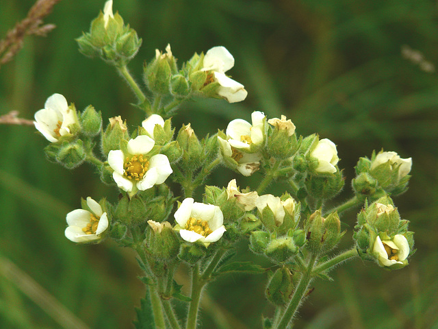 White Cinquefoil