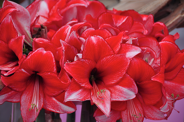 Keukenhof 2012 – Amaryllis