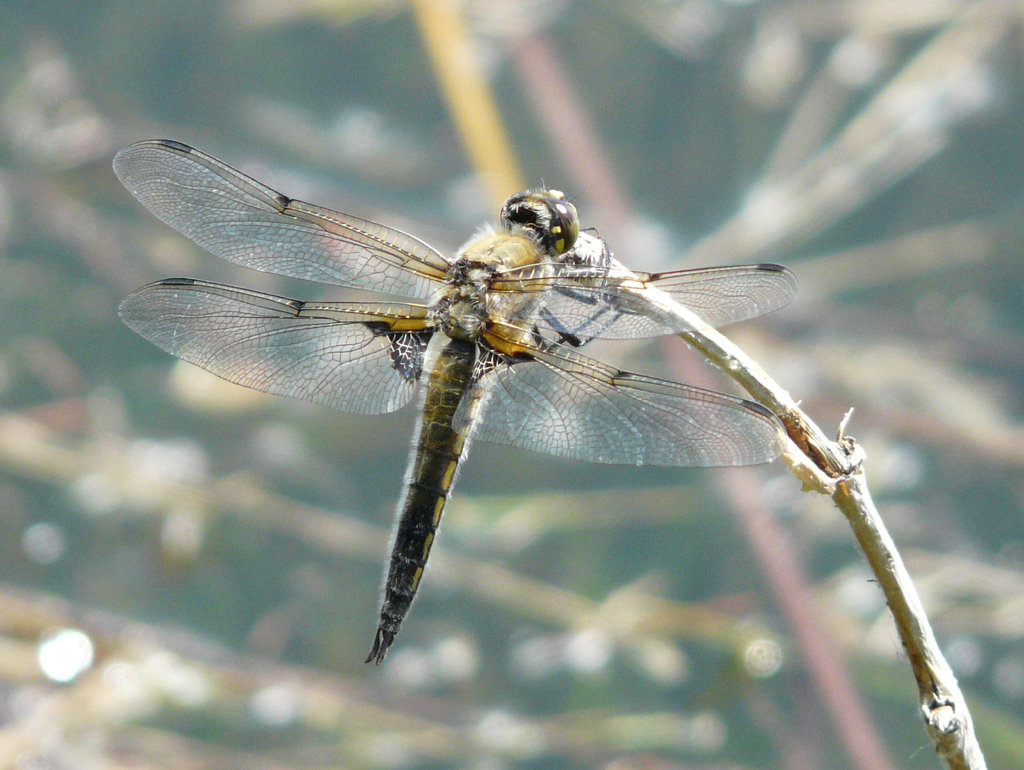 Four-spotted Skimmer