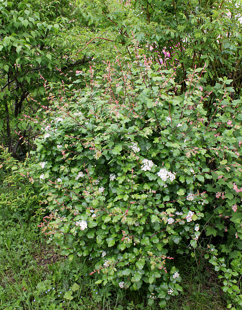 Crataegus ( x media 'Gireoudii' ) )