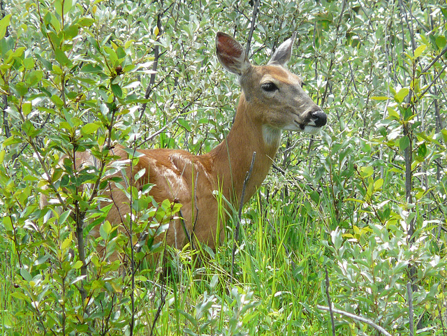 Watchful mother