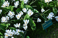 Keukenhof 2012 – Crocus Jeanne D'Arc