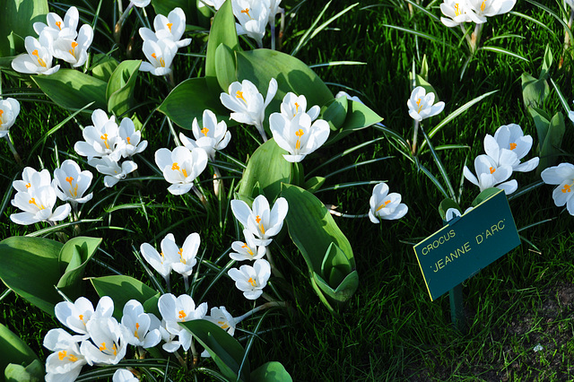 Keukenhof 2012 – Crocus Jeanne D'Arc