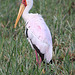 Yellow billed stork