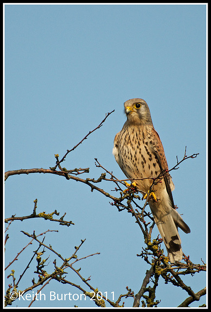 Kestrel