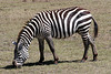 Grazing zebra