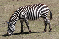 Grazing zebra