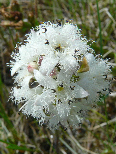 Bogbean Bogbean