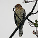 Juvenile Cooper's Hawk