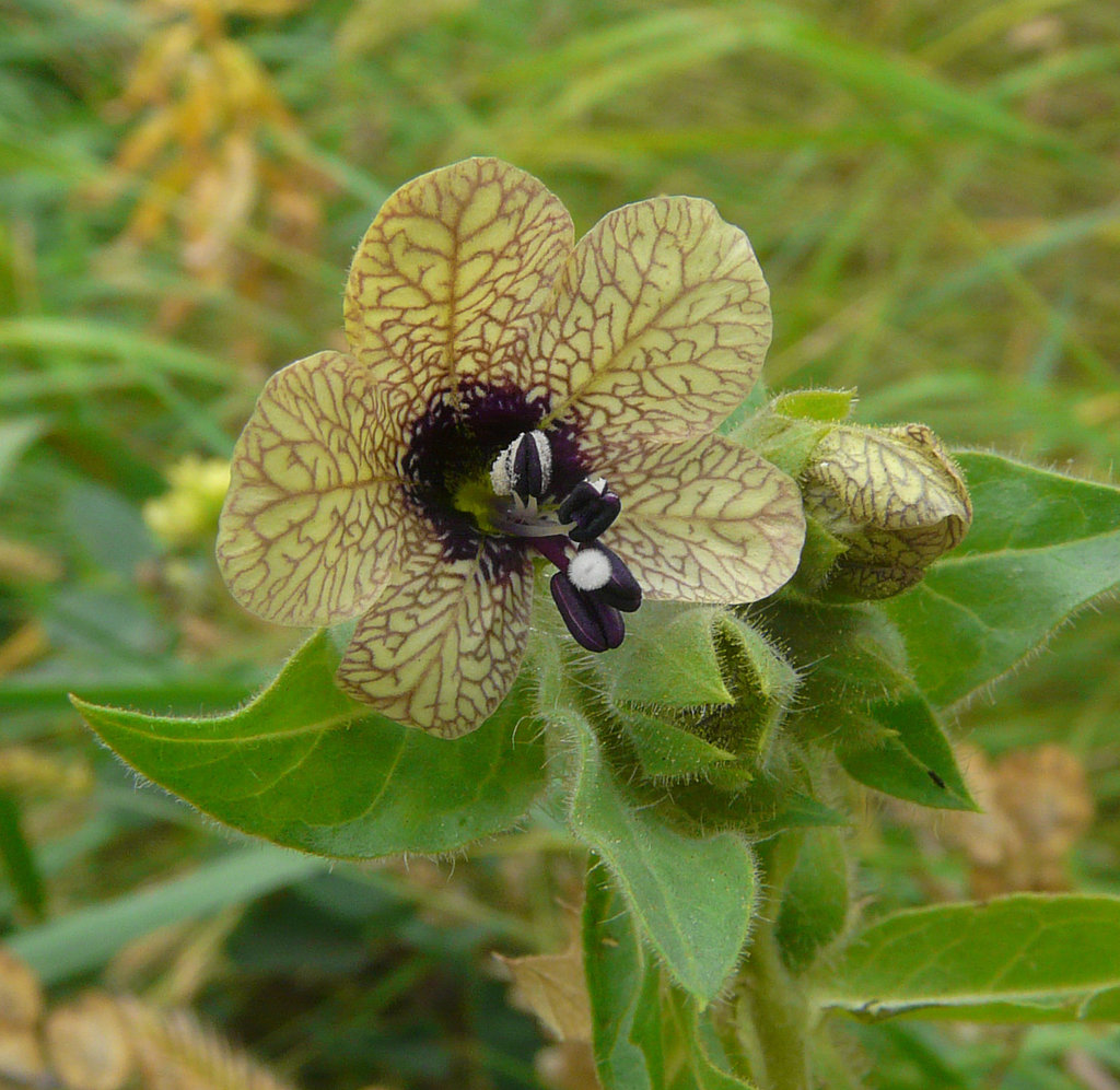 Black Henbane