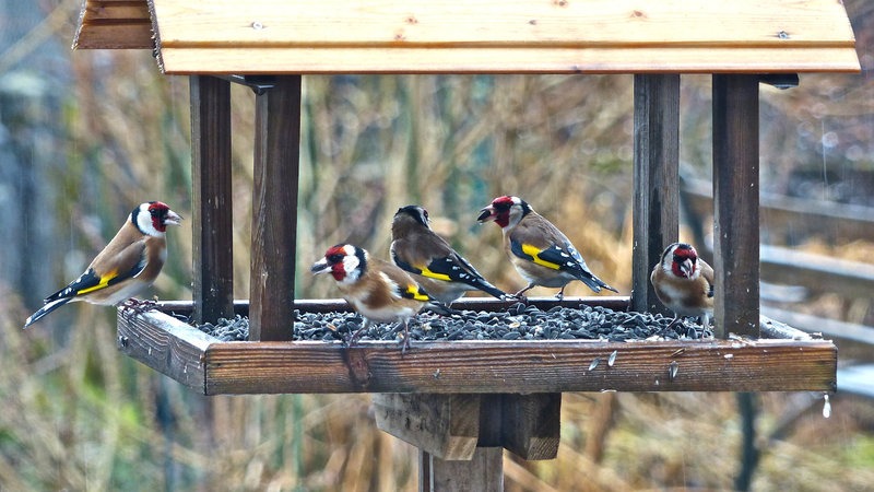 P1080187- Chardonnerets - Jardin  14 janvier 2014