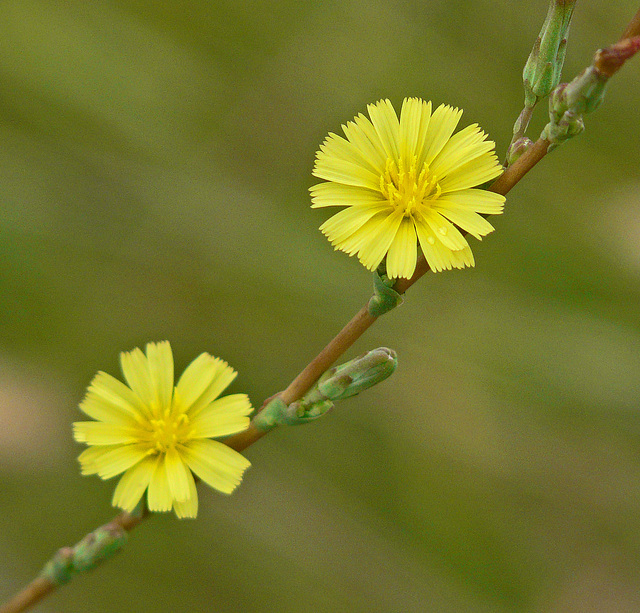 Prickly Lettuce