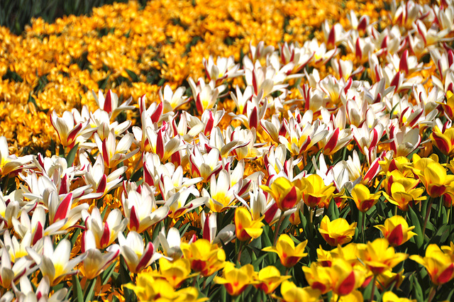Keukenhof 2012 – Tulips