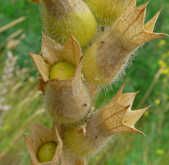 Black Henbane seedpods