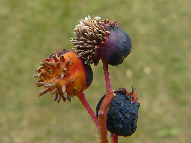 Rust on Saskatoon berries