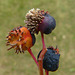 Rust on Saskatoon berries