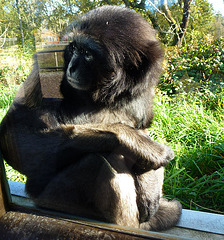 monkey world ape rescue centre, dorset