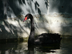 Black Swan