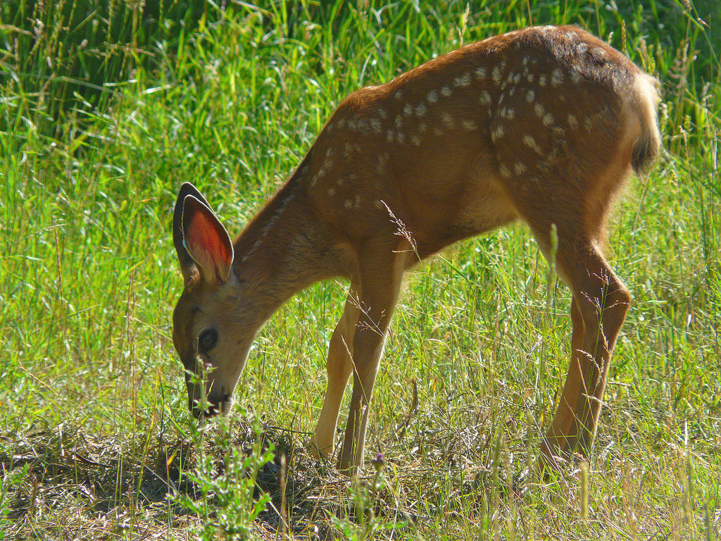 Mule Deer fawn
