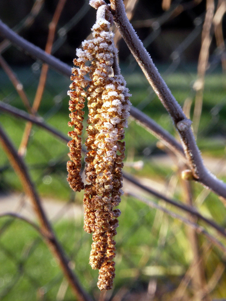 Frosty catkins