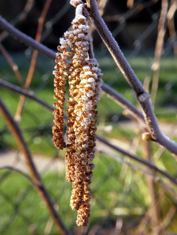 Frosty catkins
