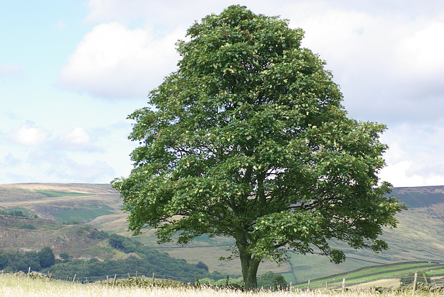 Moorfield Views and wildlife