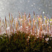 Frosty moss
