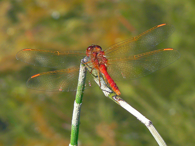 Cherry-faced Meadowhawk