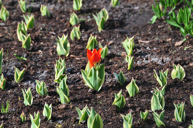 Keukenhof 2012 – Early riser