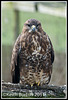 British Wildlife Centre