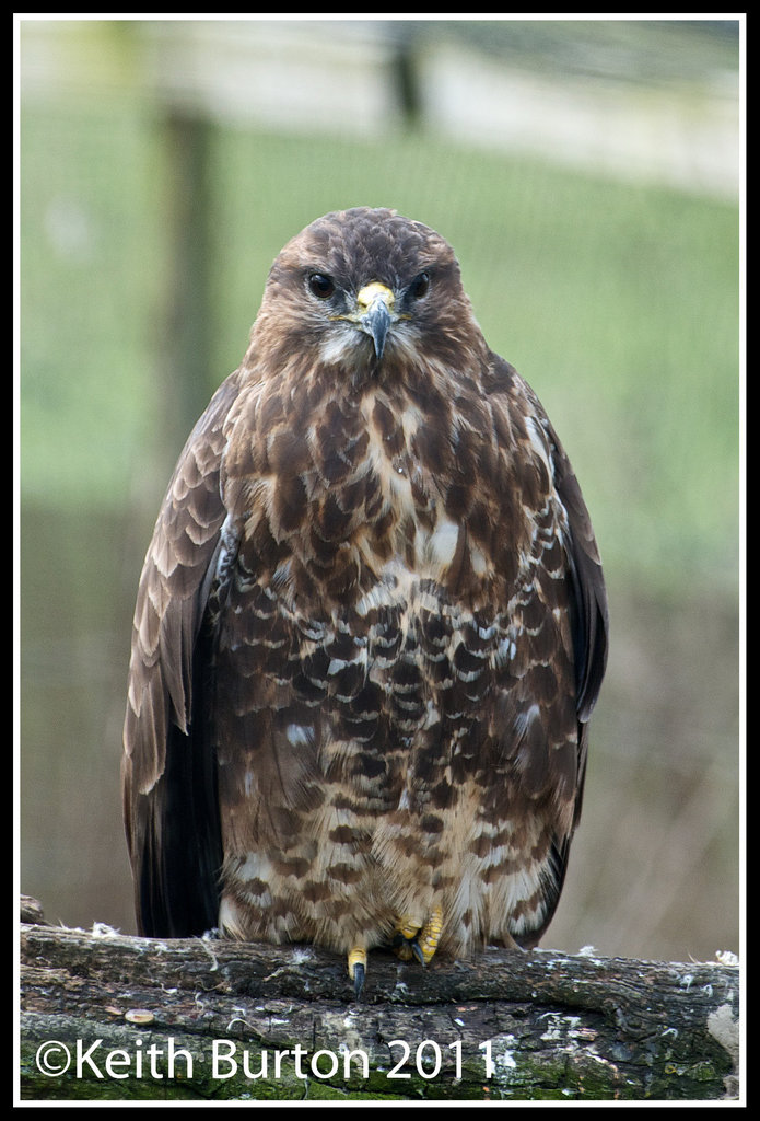 British Wildlife Centre