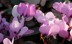 Cyclamen coum