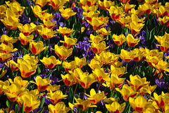 Keukenhof 2012 – Tulip & Crocus