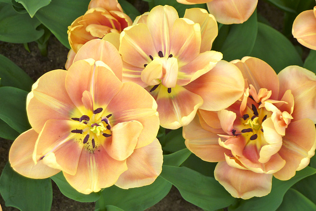 Keukenhof 2012 – Tulip La Belle Epoque