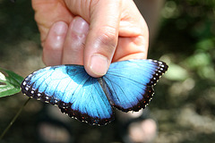 Blue Morpho butterfly