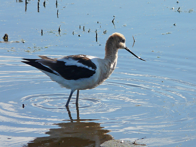 American Avocet