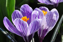 Keukenhof 2012 – Crocus