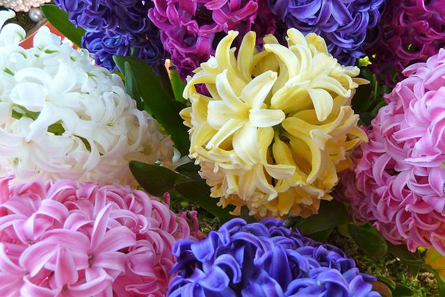 Keukenhof 2012 – Hyacinth