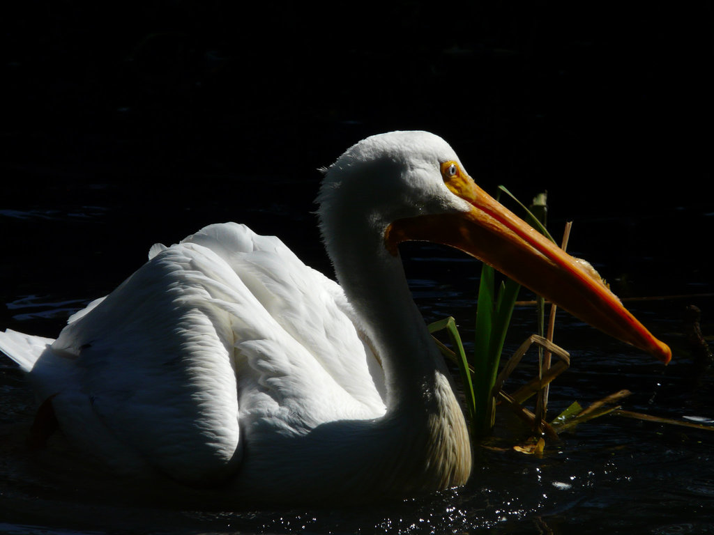 Caught in the light