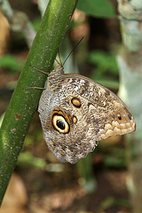 Banded owl butterfly