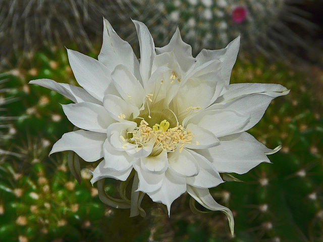 Cactus flower