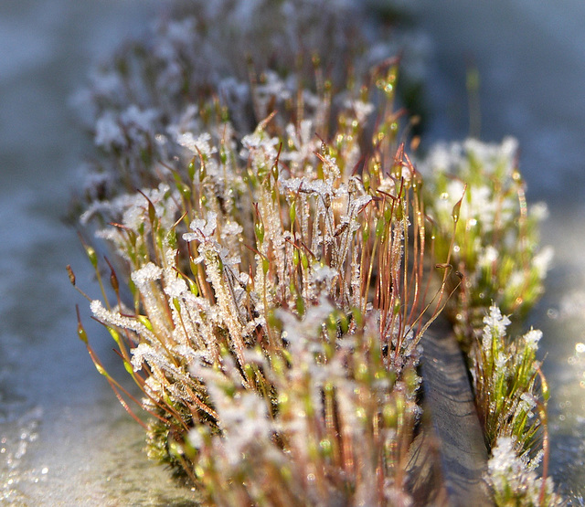 Frosty moss