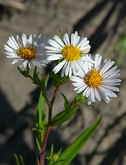 Western Willow Aster