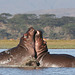 Clash of the Hippos